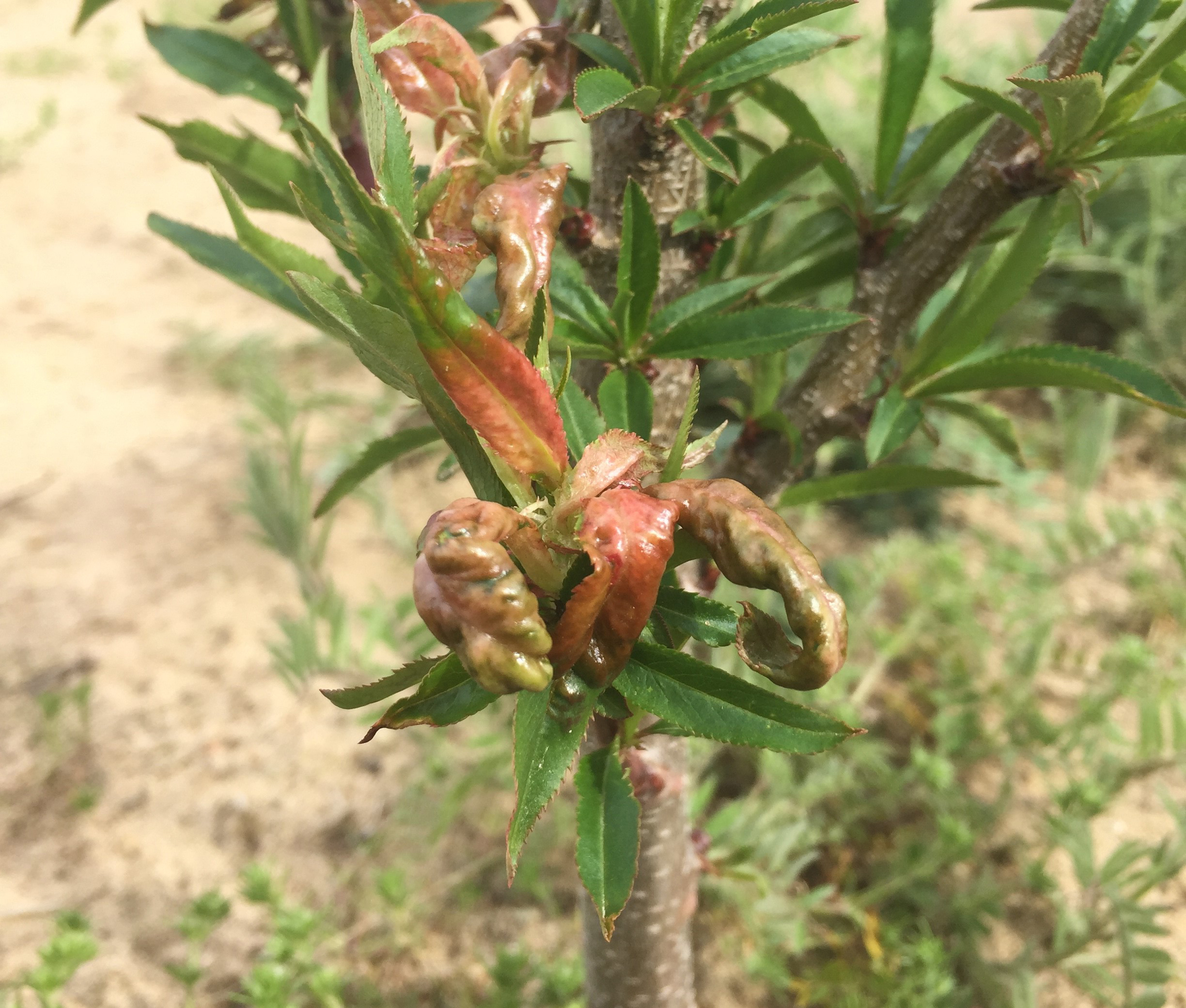 Peach leaf curl